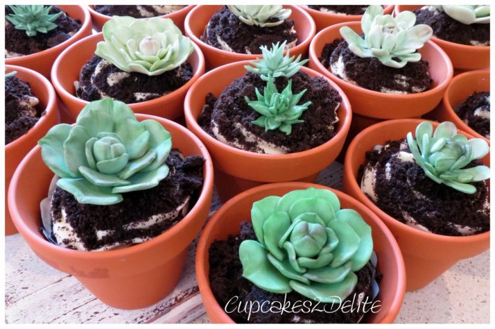 Succulent Cupcakes