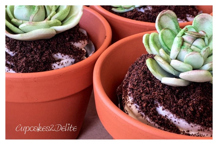 Succulent Cupcakes in a Pot