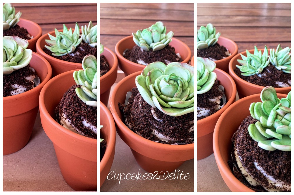 Succulent Cupcakes in a Pot