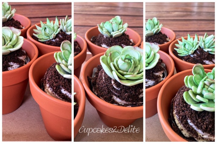 Succulent Cupcakes in a Pot